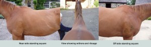saddle fitting pictures