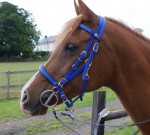 The Classic Halter Bridle