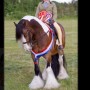 Mathew Lawrence Show Saddle Small